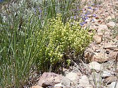 Archivo:Galium multiflorum (5453486793)