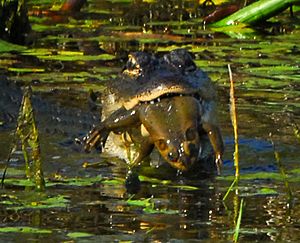 Archivo:Gator with bullfrog at Lake Woodruff - Flickr - Andrea Westmoreland