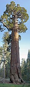 Archivo:General Grant Tree in Kings Canyon National Park
