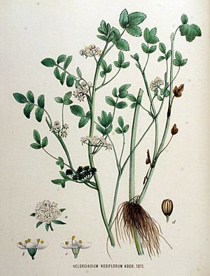 Archivo:Helosciadium nodiflorum — Flora Batava — Volume v16