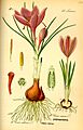Illustration Crocus vernus0