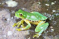 Isthmohyla pictipes, Costa Rica imported from iNaturalist photo 351398145.jpg