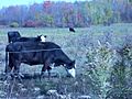 Jackson Township, Tioga County, Farm