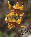 Lilium columbianum