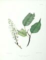 Madeira Flowers, Fruits and Ferns - P14