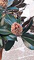 Magnolia 3