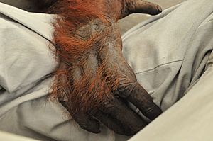 Archivo:Mano de orangután de Borneo, hembra adulta