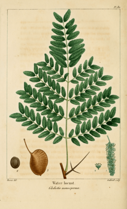 NAS-080 Gleditsia aquatica.png