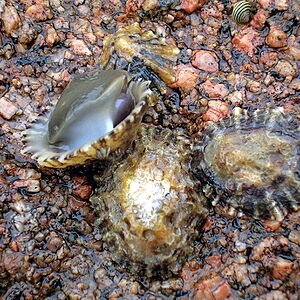 Archivo:Napfschnecken Galizien2005
