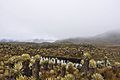 Nevado del Ruiz - Tolima - Páramo