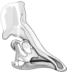 Archivo:Olorotitan skull reconstruction