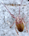 Opilioacarus baeticus (cropped)