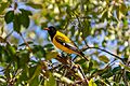 Oropéndola enmascarada (Oriolus larvatus), parque nacional Kruger, Sudáfrica, 2018-07-25, DD 29