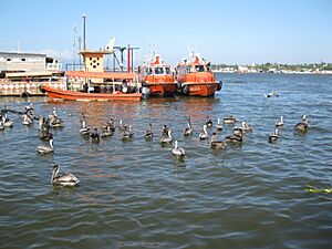 Archivo:PELICANOS DE LA PANGA - panoramio