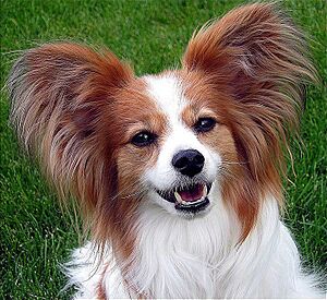 Archivo:Papillon Ears
