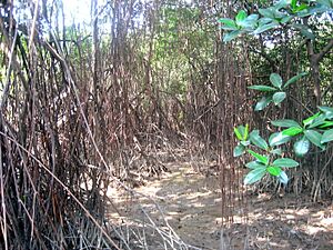 Archivo:Parque Histórico Guayaquil - Mangrove