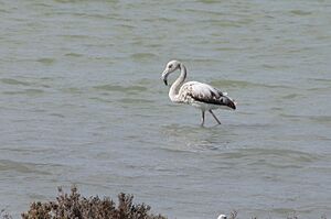 Archivo:Phoenicopterus roseus (juvenile) (16905771812)