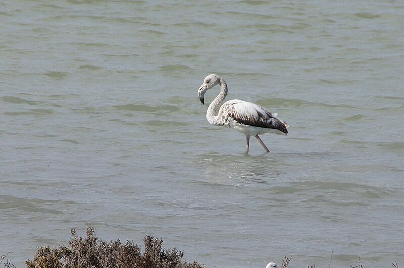 Phoenicopterus roseus (juvenile) (16905771812)