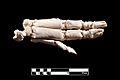 Pig hand skeleton
