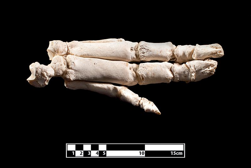 Pig hand skeleton