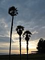 Pitsunda, Abkhazia, Palms, Sunset by the sea