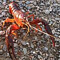 Procambarus clarkii Campogalliano