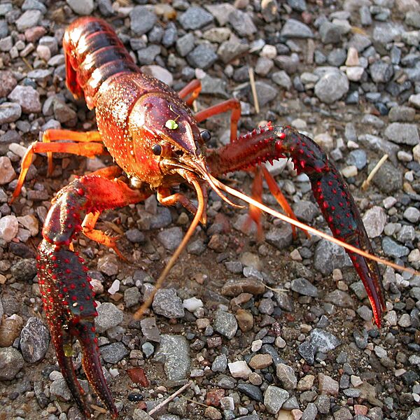 Procambarus clarkii Campogalliano