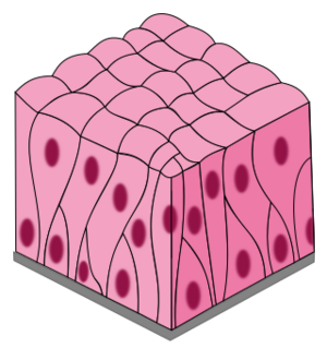 Archivo:Pseudostratified columnar epithelium
