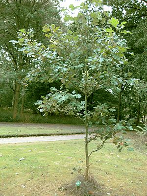 Archivo:Quercus shumardii (small tree)