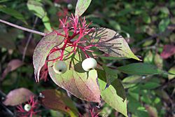 Red Osier Dogwood.jpg