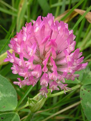 Archivo:Red clover closeup