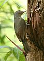 Rufous shriketrush