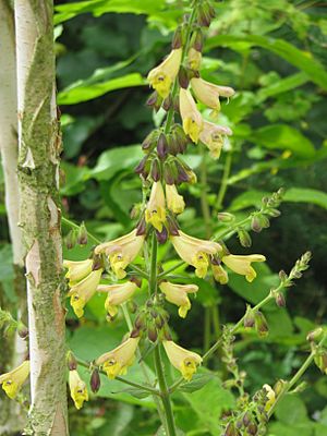 Archivo:Salvia omeiana