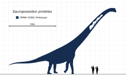 Archivo:Sauroposeidon Scale Diagram Steveoc86