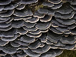 Schmetterlingstramete Trametes versicolor 004.jpg