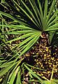 Serenoa repens USDA1