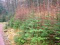 Sitka Spruce self-seeded
