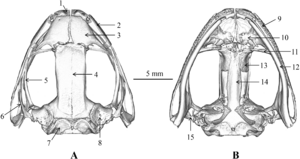 Archivo:Skull of Nidirana leishanensis