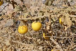 Solanum incanum 002.JPG