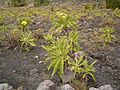 Sonchus canariensis (San Antonio) 01