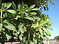 Starr 070124-3851 Tabebuia rosea