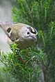 Tenerife Goldcrest (Regulus regulus teneriffae)