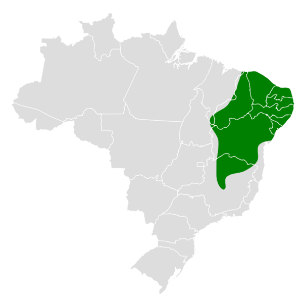 Thamnophilus capistratus map