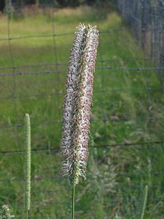 Archivo:Timothee (Phleum pratense subsp. pratense)