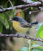 Archivo:Todirostrum cinereum Espatulilla común Common Tody-Flycatcher (11037801296)