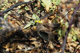 Vampire finch (4229090408).jpg