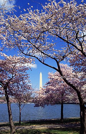 Archivo:Washington C D.C. Tidal Basin cherry trees