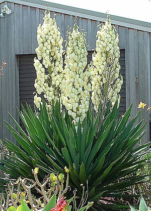 Archivo:Yucca filamentosa