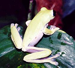 Agalychnis litodryas02.jpg