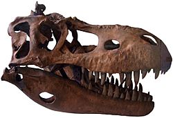 Archivo:Albertosaurus skull cast